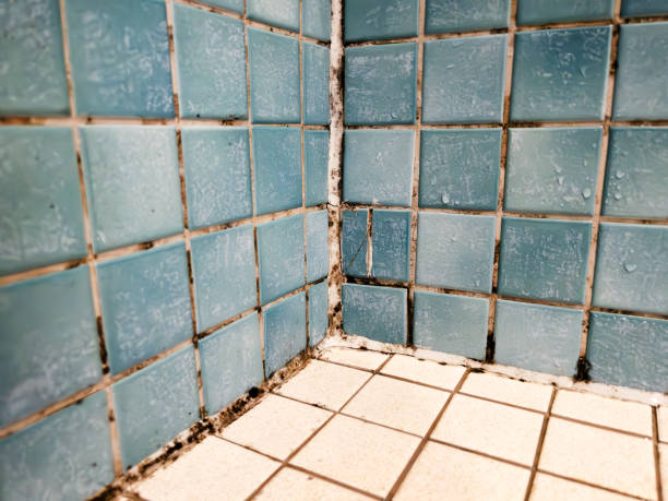 Environmental Consulting for Mold Prevention in Brown City, MI